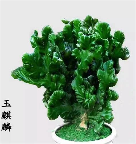 玉麒麟植物|麒麟掌